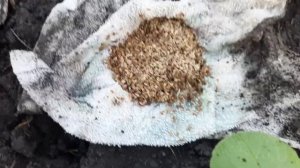 Семена моркови проклюнулись, но надо еще один день!