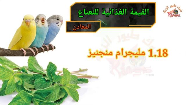 النعناع : شرح فوائد النعناع للطيور وطريقة تقديمه بالتفصيل смотреть онлайн