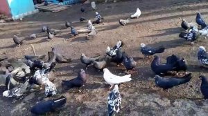 ‼️ПРОДАЖА‼️ДОНЕЦКИЕ ТУЧЕРЕЗЫ‼️📞+79494406619