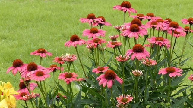 4K ハイビスカスと初雪カズラ等💙神代植物公園2020💘Hibiscus and Hatsuyukikazura etc Jindai botanical gardens in Tokyo 202 смотреть онлайн