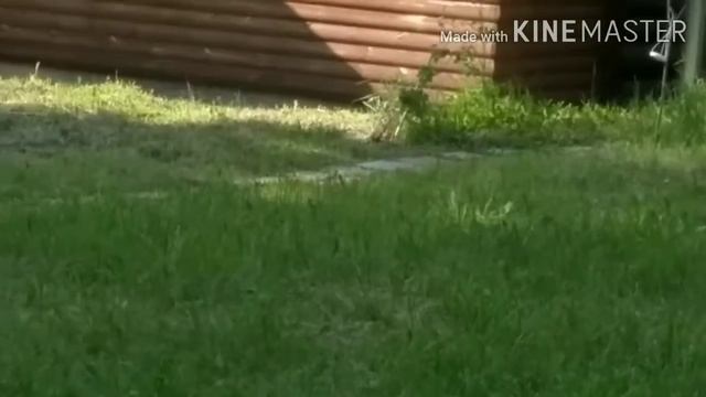 Пруд в тени. 11.06.2020 (смешной момент в конце) смотреть онлайн