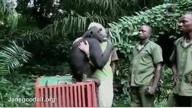 Baby chimp saying bye to his human parents~very sad😢 смотреть онлайн