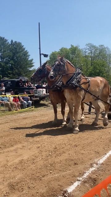 The Most Excited Horses At The Pulls #horse #drafthorses #belgian