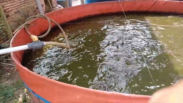 Tanam Lie Kwan You di Balkon Sebelum ke Proyek #22 смотреть онлайн