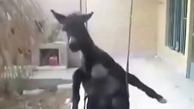 Ишак катается на качели