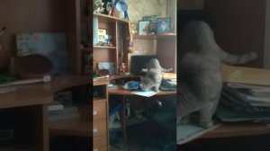 Смешной видео про кота кот пытается открыть чипсы