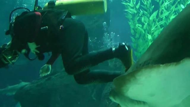 Shark Diving at Changfeng Aquarium in Shanghai смотреть онлайн