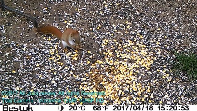 Trail Camera Vizzlema 12MP 1080P HD Infrared Game Camera / product review смотреть онлайн