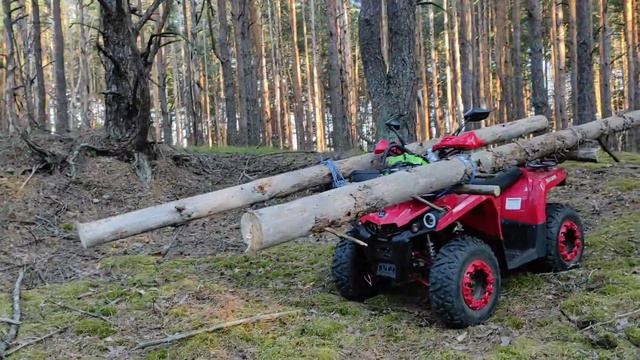 #зима #хворост #лес #чернигоа