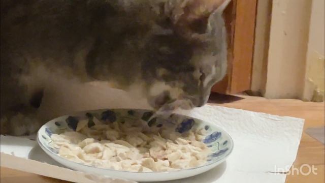 Кошка Пишка кушает (ест?) куриный суп 😻😋