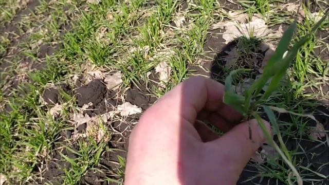 Пшеница Скаген