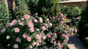 Цветение роз 2024 (розы Д. Остина.  Шарифа Асма, Эншент Маринер, Фишерман Френд).