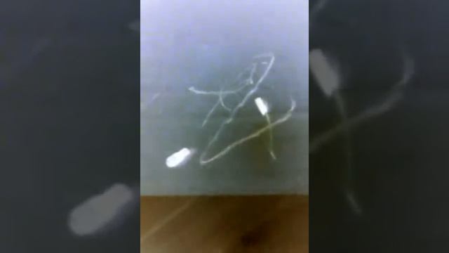 Фараоновы змеи смотреть онлайн