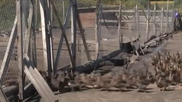 "Золота птиця" (сюжет програми Агроконтроль) смотреть онлайн