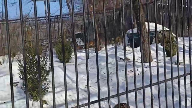 ПЕРСИДСКИЙ ЛЕОПАРД - РЕДКИЙ И КРАСИВЫЙ смотреть онлайн