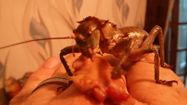 Gideon The Giant Armoured Cricket