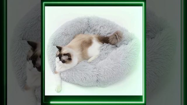 Cat bed mat cat short video #shorts #gadgets #ytindia смотреть онлайн