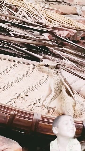 kudhus a kudhus...... #shorts #funny #reels #cute #animals #squirrel #pets @Mukesh_jaiswal смотреть онлайн