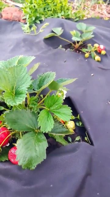 Ремонтантная клубника. смотреть онлайн