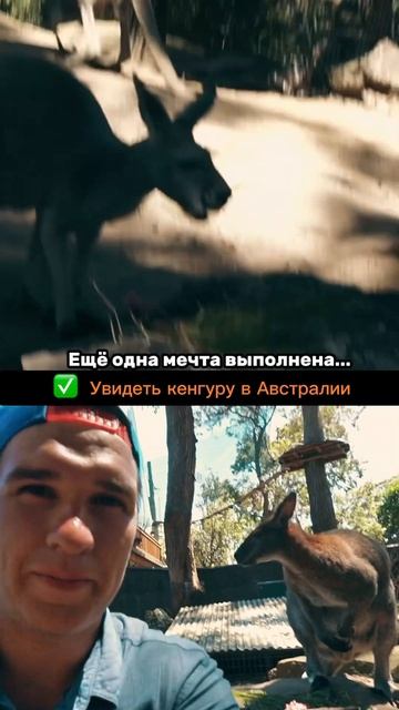 Подробнее в тг #кенгуру #путешествия #австралия смотреть онлайн