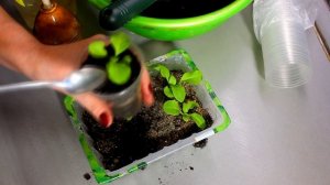 Петуния от посева до цветения. Как вырастить петунию? Это важно знать!