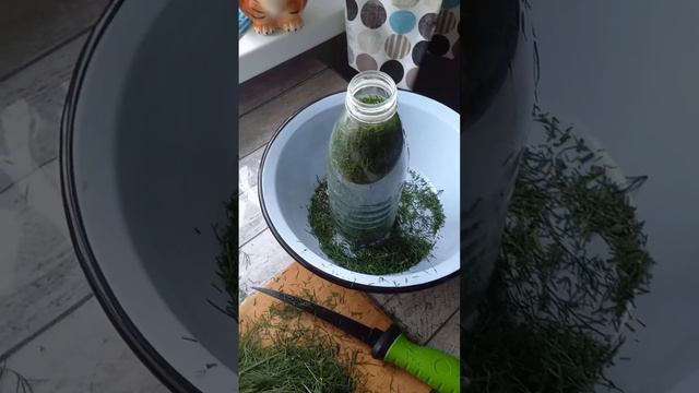 Укроп в зиму,заморозка🌿🌿🌿 смотреть онлайн