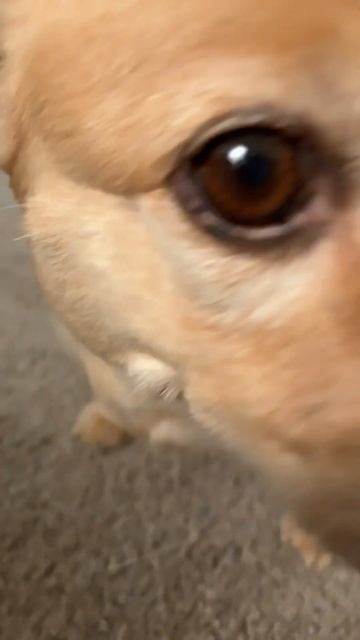 Smelly #dog #funny #cute смотреть онлайн