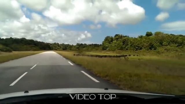 Необычные случаи в охоте на кабана