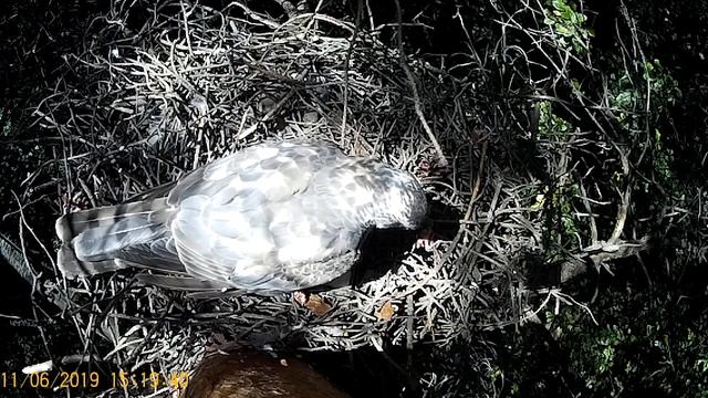 Гнездо ястреба перепелятника №1/The sparrowhawk`s nest №1 смотреть онлайн