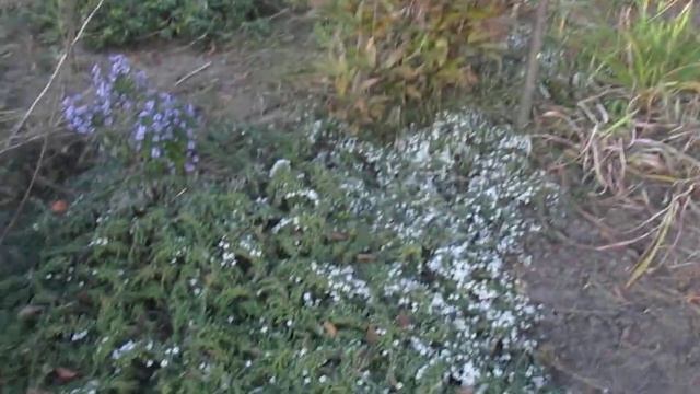 Звіт про боротьбу з бур'янами. 30 вересня смотреть онлайн