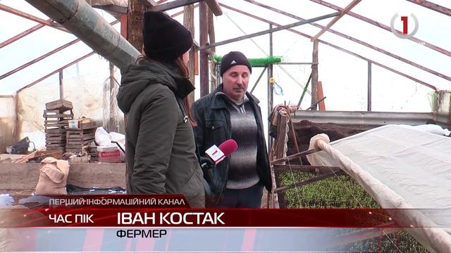 У теплицях села Боржавське на Виноградівщині зійшли саджанці томатів