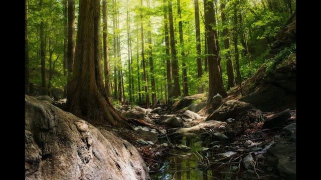 The Best Nature Sounds - Forest Sounds for Meditation Stress Therapy with Cicada Noise смотреть онлайн