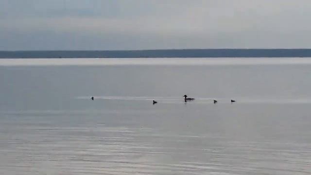 Лебеди и лебедята смотреть онлайн