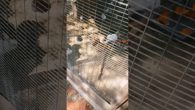 зоопарк 2.0 3 часть смотреть онлайн