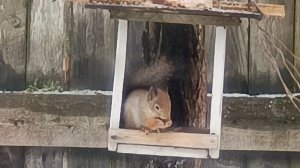 "Жизнь на пенсии"... Весна - интересное время🤗👍.