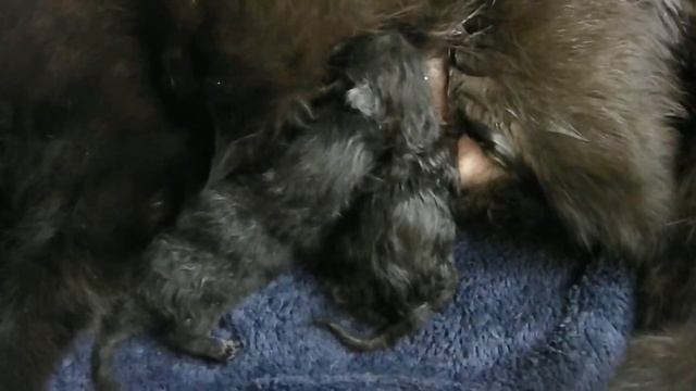 Revolutionary Surgery: Caesarean Section And Spay In Cat Part 15 смотреть онлайн