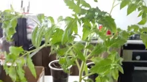 Рассада на начало марта. Лук Эксибишен, Ялтинский, томаты, перцы. смотреть онлайн