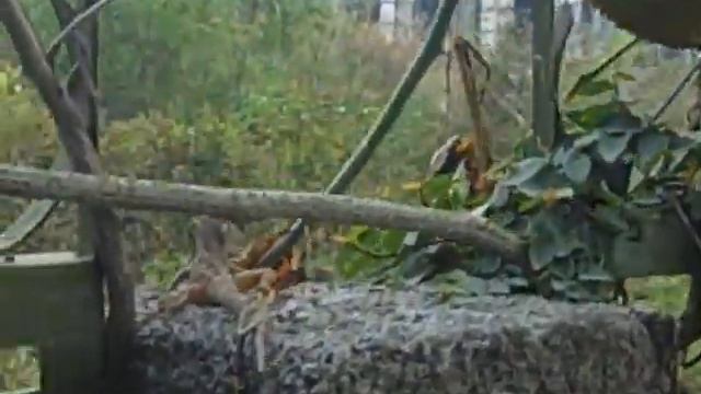 Trai Gac смотреть онлайн