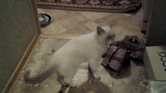 Мася и Алиса смотреть онлайн