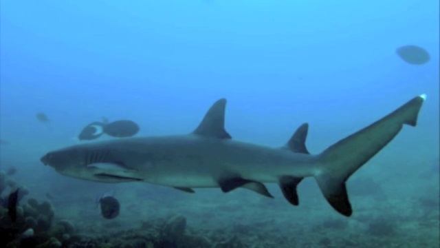 Study & Intern Okinawa (Scuba Diving) смотреть онлайн