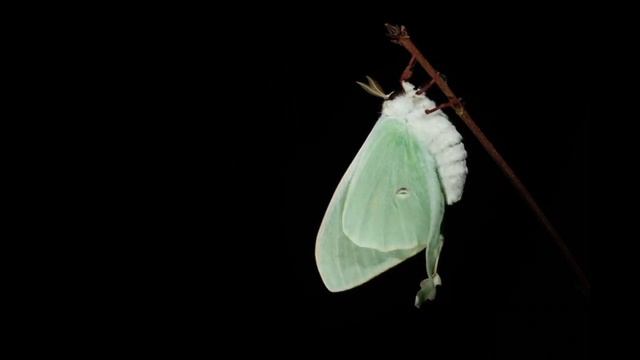 Actias Luna Expands Wings
