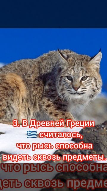 Рысь. Интересные факты. 2 часть! смотреть онлайн