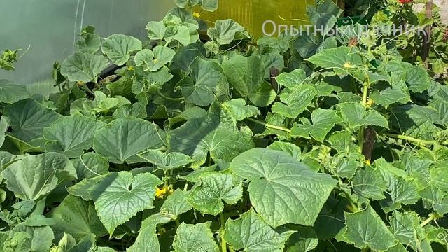 Огурцы и помидоры завалили урожаем и не желтеют, не болеют! А всего то подлил с пол литра! смотреть онлайн
