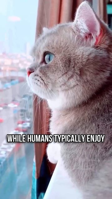 How Cats See the World 🐱👀 смотреть онлайн