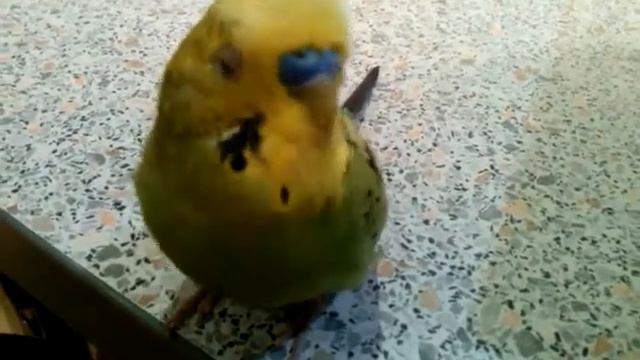 Мой попугайчик подпевает песню Despacito смотреть онлайн