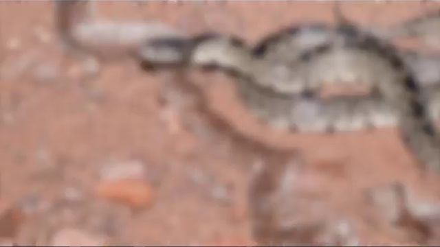 Lampropeltis getula splendida смотреть онлайн