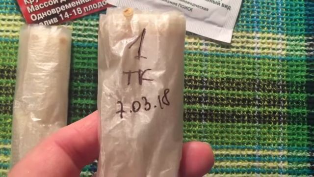 ПЕРЕЦ. Высеваю семена на рассаду в улитки без земли. Часть 1 смотреть онлайн