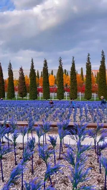 Раз, два, три! Наш крутой шалфей гори! Парк Галицкого💡✨🔮 #паркгалицкого #краснодар смотреть онлайн