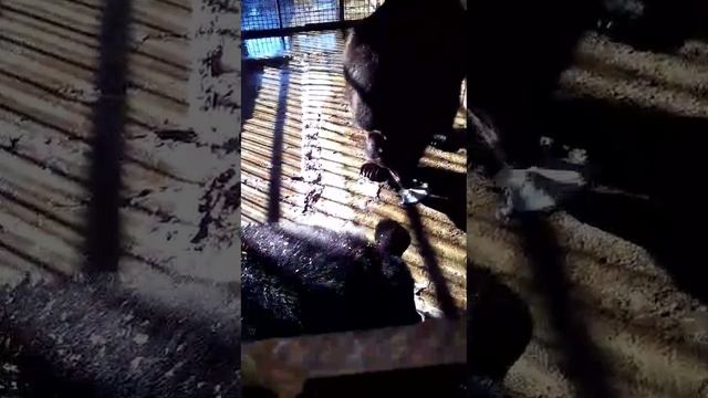 МЕДВЕДИ. смотреть онлайн