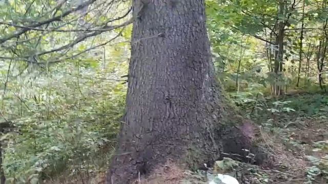 ОГРОМНАЯ И ОЧЕНЬ ВЕЗУЧАЯ СОСНА